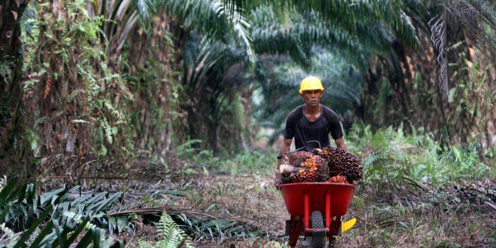 Kehilangan Momentum, Harga CPO di Bursa Malaysia Mulai Stagnan