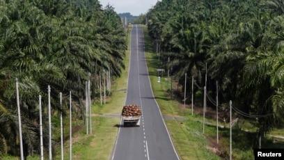 Sempat Menguat, Harga CPO di Malaysia Kembali Melemah