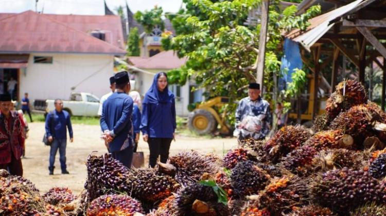 Cukup Tinggi, Segini TBS Sawit Dibandrol di Dharmasraya