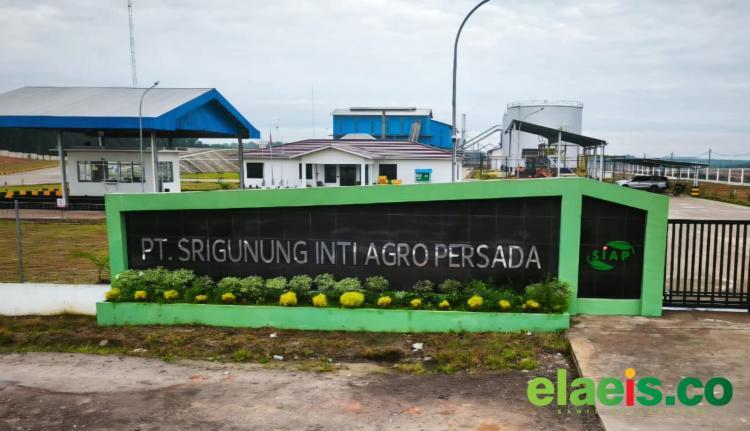 Para Petani Ingin Punya PKS? Catat Sejumlah Hal yang Perlu Diperhatikan