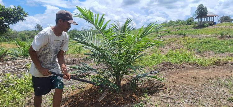 Nestapa Petani Sanggau di Musim Kemarau: Produksi dan Harga Kompak Turun