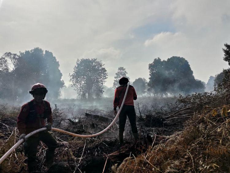 Gawat!  Sawit dari Lahan yang Terbakar 2026 Bisa Dilarang Masuk ke Pasar Eropa