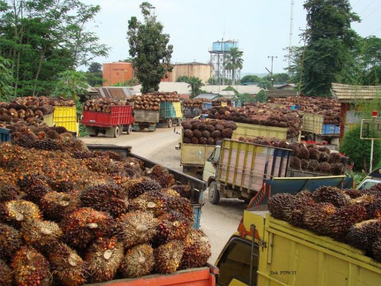 Produksi Naik, tapi karena Konsumsi dan Ekspor Besar, Membuat Stok CPO Menurun