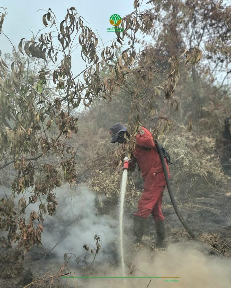 488 Hektare Hutan Gambut Terbakar di Inhu dan Inhil, Tim Gabungan Berjibaku Melakukan Upaya Pemadaman