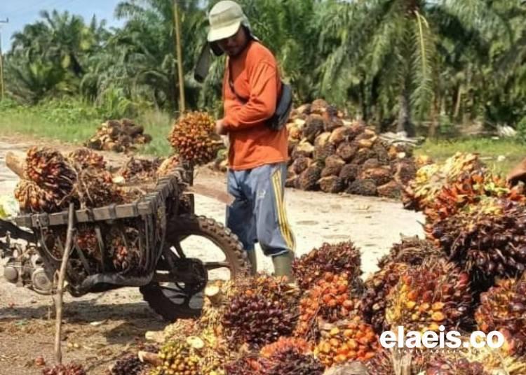 Hore! Harga TBS Sawit di Sumut Tembus Rp4.000/Kg