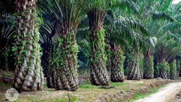 PWI: Dalam Isu Sawit Kritik Tetap Diperlukan, tapi Harus Berdiri di Atas Data, Verifikasi dan Bukti yang Dapat Dipertanggungjawabkan