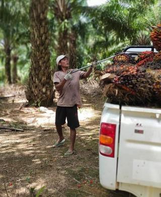 Belum Ada PKS di Bengkulu yang Tetapkan Harga TBS Sawit di Atas Rp3.000/Kg, Apkasindo Minta Ini ke Pemerintah 