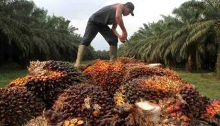 Apkasindo Rilis Daftar Harga Sawit Terbaru, Riau Kembali Jadi Pemuncak