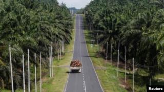 Sempat Menguat, Harga CPO di Malaysia Kembali Melemah