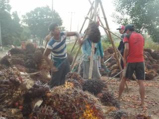 Turun, Sawit di Jambi Dihargai Segini