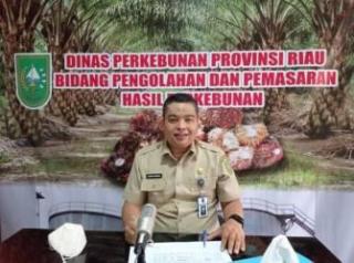 Harga Sawit Plasma di Riau Merosot, Terimbas Harga CPO dan Kernel