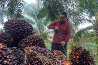 Harga Sawit Swadaya di Riau juga Turun, Tersisa Segini