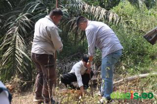 Tim Faperta Unja Dampingi Petani Sawit di Jambi Menghadapi Replanting, Poniran: Sangat Membantu