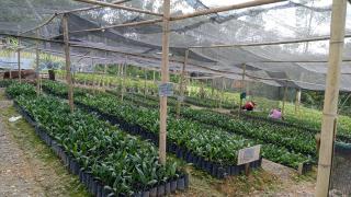 Pemprov Lampung Perketat Peredaran Benih Sawit, Ini Langkah yang Ditempuh