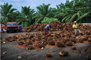 Produksi Stabil di Saat Harga Sawit Melemah di Sumut Melemah Pekan Ini