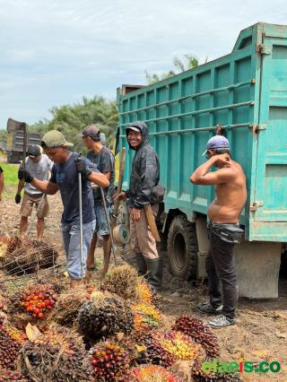 Giliran Paluta yang Membukukan Harga TBS Sawit Swadaya Tertinggi di Sumut 