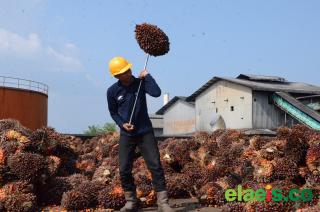 Semester I 2026, Produksi TBS Sawit PTPN IV Regional IV Tembus 244 Ribu Ton 
