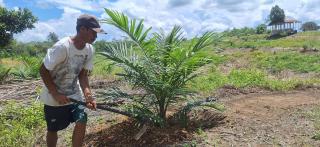 Nestapa Petani Sanggau di Musim Kemarau: Produksi dan Harga Kompak Turun