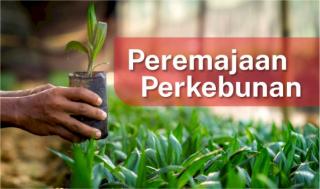 Belum Maksimal, Apkasindo Siap Mendukung Percepatan PSR di Kalbar