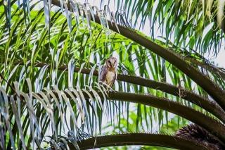 Nest Box, Cara Alami Menghadapi Serangan Tikus di Kebun Sawit
