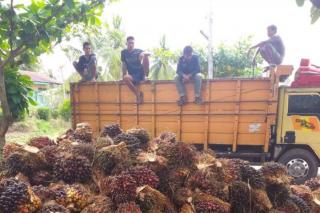 Variatif, Pergerakan Harga Sawit Swadaya di Sumut