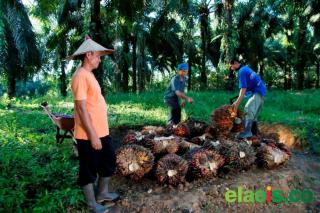 Komit Mematuhi Regulasi Perkebunan, Segini Realisasi Kemitraan PTPN IV Regional III di Kampar 