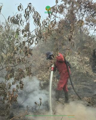 488 Hektare Hutan Gambut Terbakar di Inhu dan Inhil, Tim Gabungan Berjibaku Melakukan Upaya Pemadaman