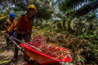 Melambung Tinggi, Segini TBS Sawit Dibandrol di Gorontalo