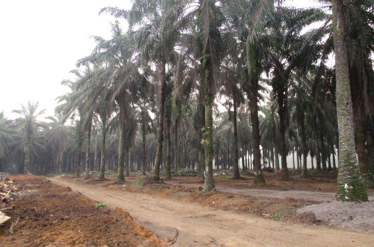 Distribusi CPO di Kalbar Tersendat, Dipicu Faktor Ini