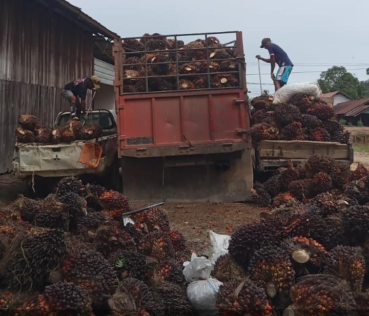 Ciptakan Harga yang Wajar bagi Pekebun, Kementan Ubah Tata Kelola TBS Sawit