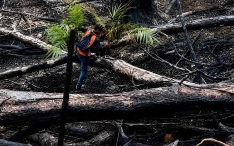 Ternyata, Lahan Baru Terbakar Tidak Bisa Sembarangan Langsung Ditanami Sawit