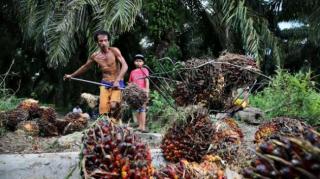 PKS Terapkan Kuota Pembelian Dampak dari Kemarau, TBS Sawit Petani di Sintang Terancam Tak Laku