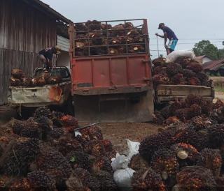 Ciptakan Harga yang Wajar bagi Pekebun, Kementan Ubah Tata Kelola TBS Sawit