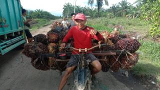 Sawit Mitra Plasma Periode Ini di Riau Naik, Dibandrol Segini